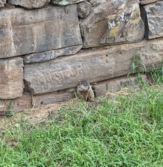 Marmota monax