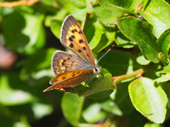 Tharsalea dorcas sangremar