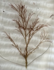 Melanothamnus