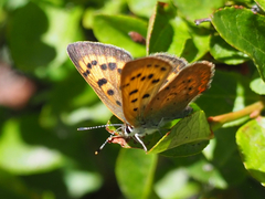 Tharsalea dorcas sangremar