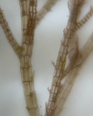 Melanothamnus