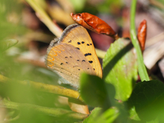 Tharsalea dorcas sangremar