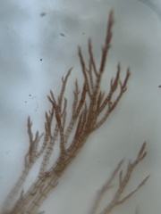 Melanothamnus