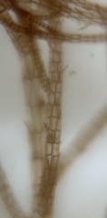 Melanothamnus