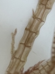 Melanothamnus