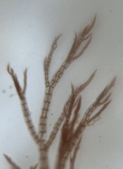 Melanothamnus