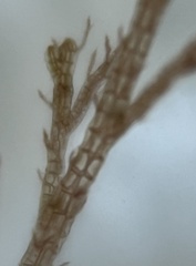 Melanothamnus