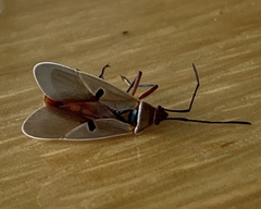 Dysdercus bimaculatus