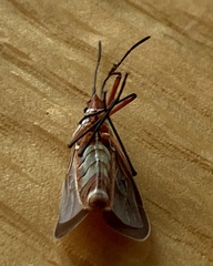 Dysdercus bimaculatus