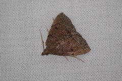 Zanclognatha protumnusalis