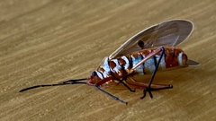 Dysdercus bimaculatus