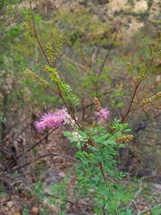 Mimosa distachya