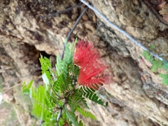 Calliandra californica