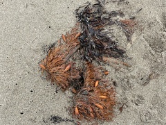 Egregia