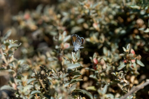 iNaturalist observation photo of Western Pygmy-Blue