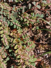 Euphorbia thymifolia