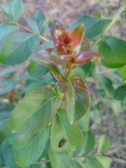 Lagerstroemia indica