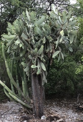 Consolea moniliformis