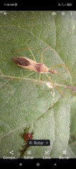 Zelus renardii