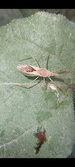 Zelus renardii