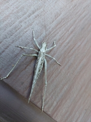 Capnobotes occidentalis