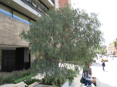 Acacia cultriformis
