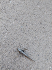 Capnobotes occidentalis