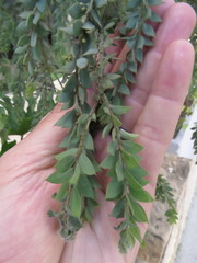 Acacia cultriformis