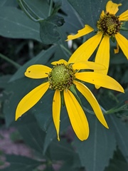 Rudbeckia laciniata