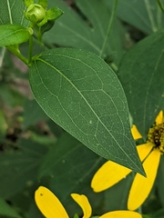 Rudbeckia laciniata