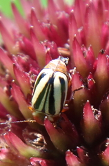 Cryptocephalus calidus