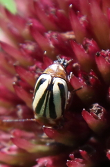 Cryptocephalus calidus