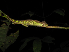 Anolis transversalis
