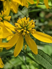 Verbesina alternifolia