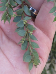 Acacia cultriformis