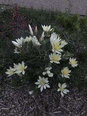 Mentzelia decapetala