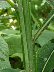 Verbesina alternifolia