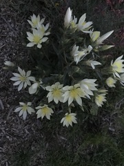 Mentzelia decapetala