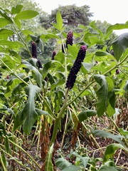 Phytolacca polyandra