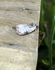 Olethreutes malana