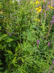 Rudbeckia laciniata