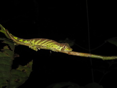 Anolis transversalis
