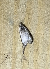 Olethreutes malana