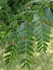 Gleditsia triacanthos