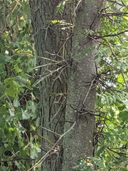 Gleditsia triacanthos