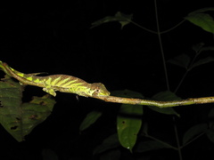Anolis transversalis