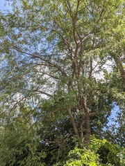 Gleditsia triacanthos