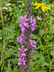 Lythrum salicaria