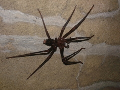 Spelungula cavernicola