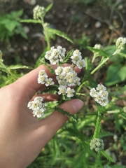 Achillea alpina camtschatica